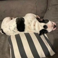 Fransız Bulldog, Köpek  Fırça fotoğrafı