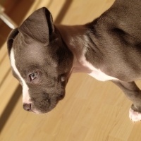Amerikan Pitbull Terrier, Köpek  Oscar fotoğrafı