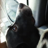 Sokö (Sokak Köpeği), Köpek  Pati fotoğrafı
