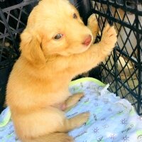 Golden Retriever, Köpek  Oscar fotoğrafı