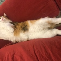 Tekir Kedi, Kedi  Mümü fotoğrafı