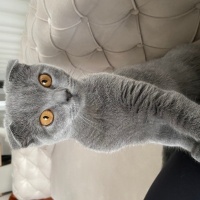 Scottish Fold, Kedi  Sushi fotoğrafı