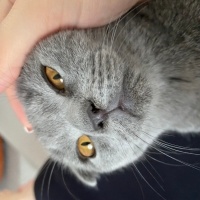 Scottish Fold, Kedi  Sushi fotoğrafı