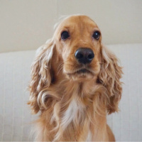İngiliz Cocker Spaniel, Köpek  coffee fotoğrafı