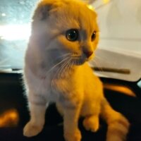 Scottish Fold, Kedi  Sezar fotoğrafı