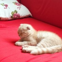 Scottish Fold, Kedi  Sezar fotoğrafı