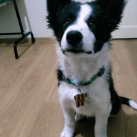 Border Collie, Köpek  XAVI fotoğrafı