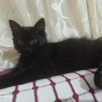 Tekir Kedi, Kedi  Zeytin fotoğrafı