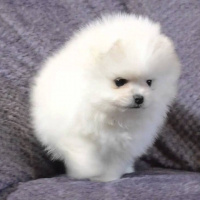 Pomeranyalı, Köpek  lidya fotoğrafı