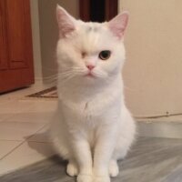 British Shorthair, Kedi  Müezza fotoğrafı