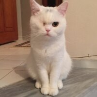 British Shorthair, Kedi  Müezza fotoğrafı