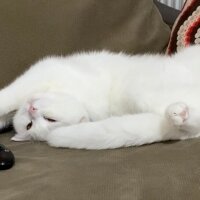 British Shorthair, Kedi  Pamuk fotoğrafı