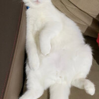 British Shorthair, Kedi  Pamuk fotoğrafı