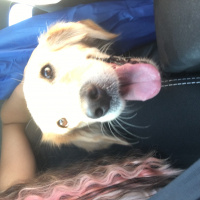 Golden Retriever, Köpek  Medusa fotoğrafı