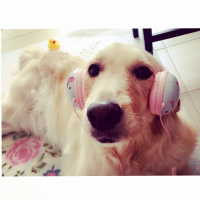 Golden Retriever, Köpek  Medusa fotoğrafı