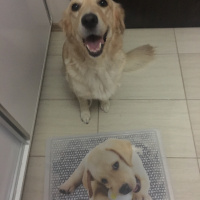 Golden Retriever, Köpek  Medusa fotoğrafı