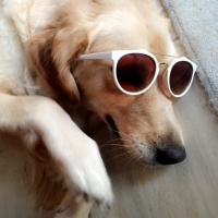 Golden Retriever, Köpek  Medusa fotoğrafı