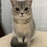 British Shorthair, Kedi  Alex fotoğrafı