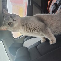 British Shorthair, Kedi  Alex fotoğrafı