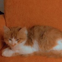 Tekir Kedi, Kedi  Max fotoğrafı