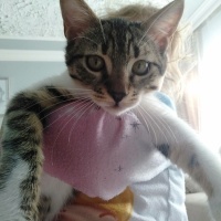 Tekir Kedi, Kedi  Minnoş fotoğrafı