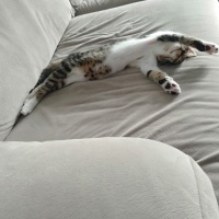Tekir Kedi, Kedi  Minnoş fotoğrafı
