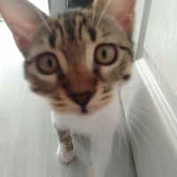 Tekir Kedi, Kedi  Minnoş fotoğrafı