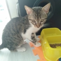 Tekir Kedi, Kedi  Minnoş fotoğrafı