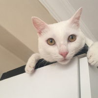 Van Kedisi, Kedi  Boncuk fotoğrafı