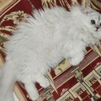 British Longhair, Kedi  duman fotoğrafı