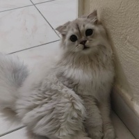 British Longhair, Kedi  duman fotoğrafı