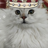 British Longhair, Kedi  duman fotoğrafı