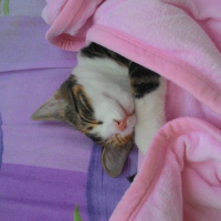 Tekir Kedi, Kedi  Minnoş fotoğrafı