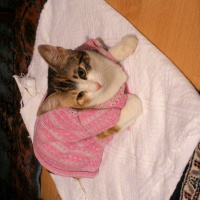 Tekir Kedi, Kedi  Minnoş fotoğrafı