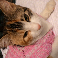 Tekir Kedi, Kedi  Minnoş fotoğrafı