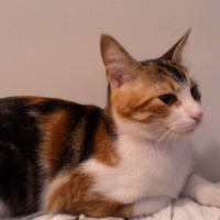 Tekir Kedi, Kedi  Minnoş fotoğrafı