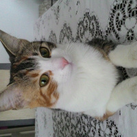 Tekir Kedi, Kedi  Minnoş fotoğrafı