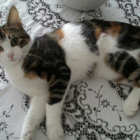 Tekir Kedi, Kedi  Minnoş fotoğrafı