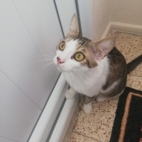 Tekir Kedi, Kedi  Boncuk fotoğrafı