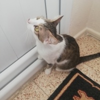 Tekir Kedi, Kedi  Boncuk fotoğrafı
