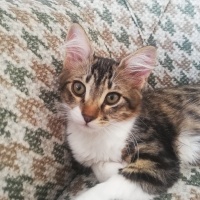 Tekir Kedi, Kedi  Boncuk fotoğrafı