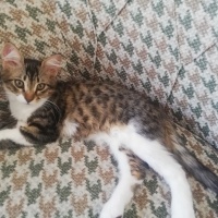 Tekir Kedi, Kedi  Boncuk fotoğrafı