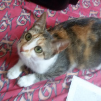 Tekir Kedi, Kedi  MİNNOŞ  fotoğrafı