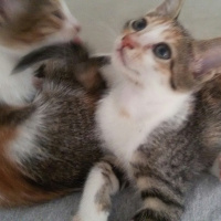 Tekir Kedi, Kedi  MİNNOŞ  fotoğrafı