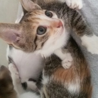 Tekir Kedi, Kedi  MİNNOŞ  fotoğrafı
