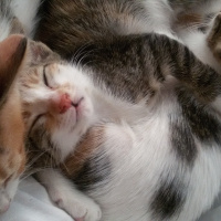 Tekir Kedi, Kedi  MİNNOŞ  fotoğrafı