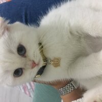 Scottish Fold, Kedi  Maya fotoğrafı