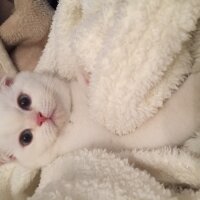 Scottish Fold, Kedi  Maya fotoğrafı