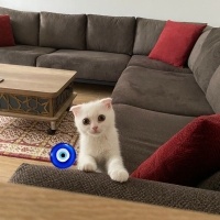 Scottish Fold, Kedi  İzmir fotoğrafı