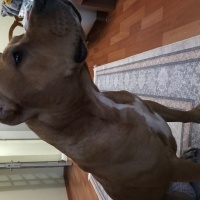 Amerikan Staffordshire Terrier, Köpek  VERA fotoğrafı